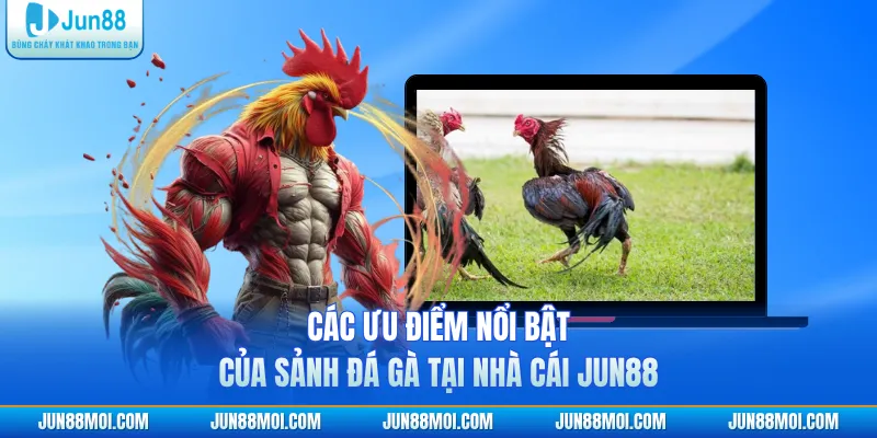 Các ưu điểm nổi bật của sảnh đá gà tại nhà cái JUN88