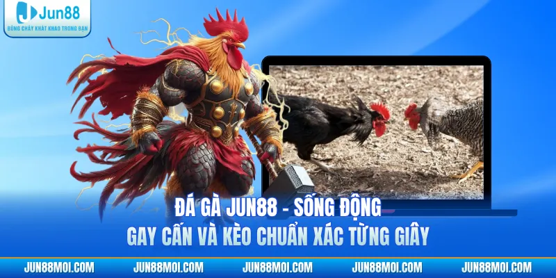 Đá Gà JUN88 - Sống Động, Gay Cấn Và Kèo Chuẩn Xác Từng Giây